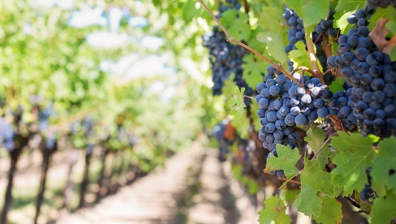 Nel 2021 la Moldova ha esportato meno vino industria del vino