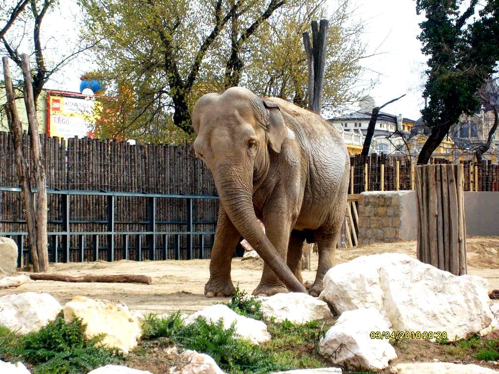 Lo zoo di Chisinau potrebbe essere ampliato e rinnovato Zoo di Chisinau