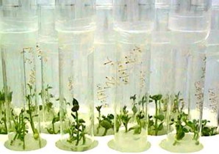 Nascono le prime coltivazioni in vitro di vite moldava, acquistabili a breve dai viticoltori