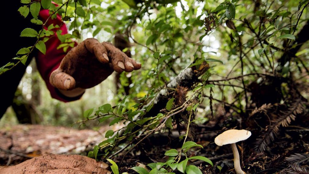 Avvelenamento da funghi: morto un bambino di 4 anni