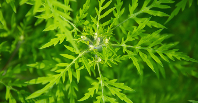 Duro botta e risposta tra Premier e Ministro dell’Agricoltura, per l’ambrosia