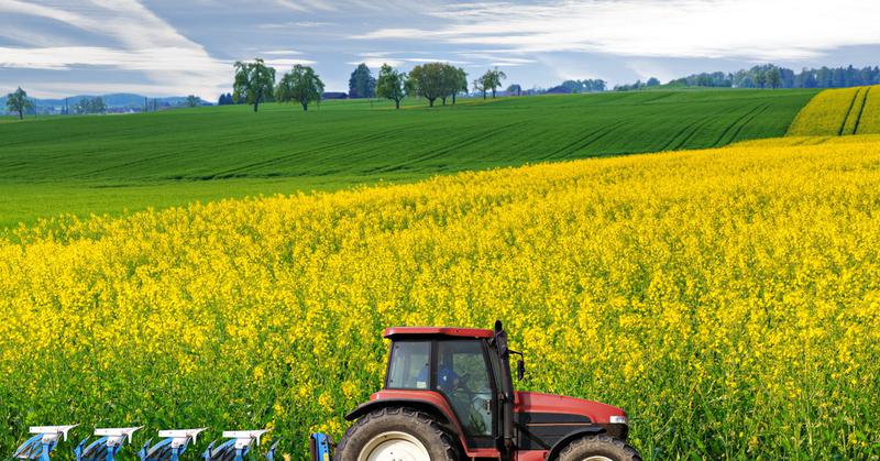 Boom delle esportazioni di colza dalla Repubblica Moldova