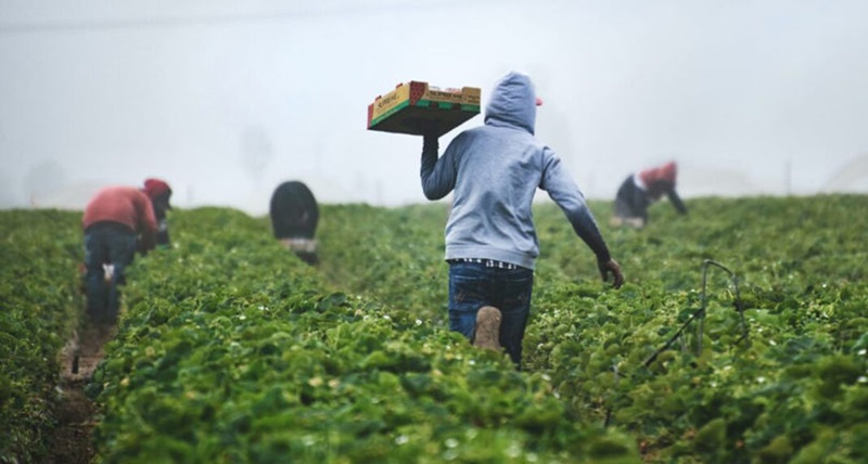 Spagna, moldavi e rumeni sfruttati sul lavoro: arrestate15 persone