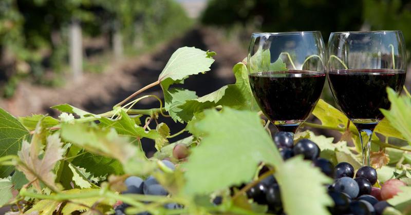 Nella Repubblica di Moldova verrà aperto un Museo del Vino e della Vite