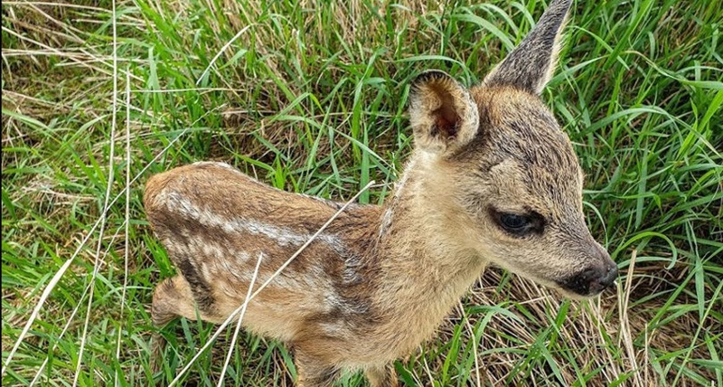 Tiraspol, estratto un cucciolo di cervo da un pozzo