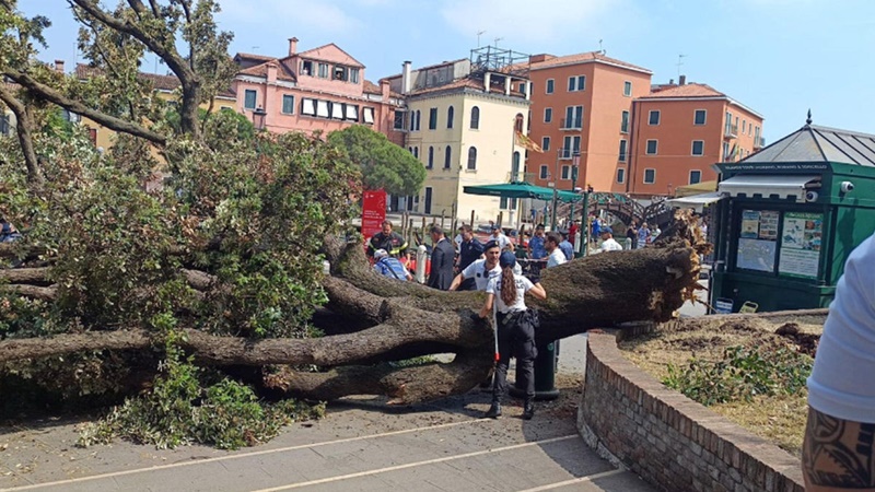 Cade un grosso albero a Venezia: ferita una turista moldava