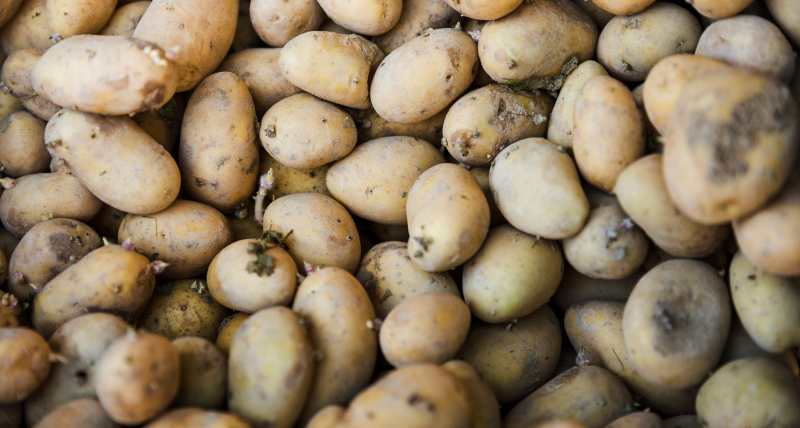 Scompaiono le patate moldave: agricoltori in crisi per l’invasione di varietà straniere