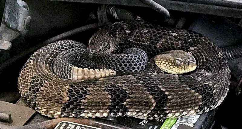 Moldova, uomo trova serpente a sonagli in un’auto importata dalla California